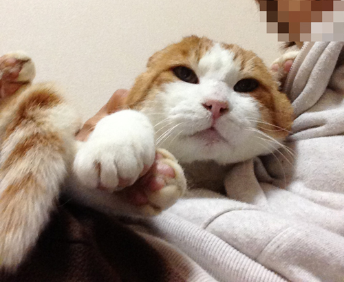 みつえもんは甘えん坊_d0355333_15033563.jpg