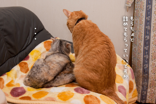 今日も、先客アリ_d0355333_15033618.jpg