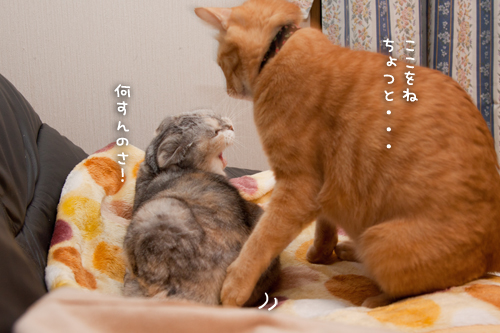 今日も、先客アリ_d0355333_15033671.jpg