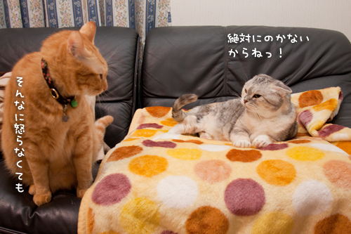 今日も、先客アリ_d0355333_15033781.jpg