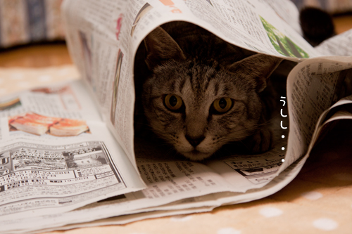新聞遊びはたまんない!_d0355333_15033867.jpg