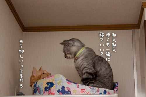 毎晩の光景。_d0355333_15033907.jpg