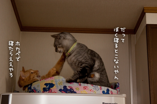 毎晩の光景。_d0355333_15033911.jpg