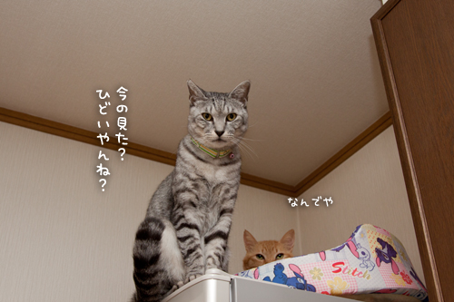毎晩の光景。_d0355333_15033971.jpg
