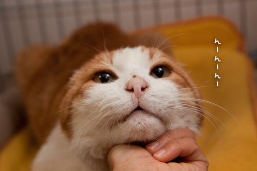 夢をかなえる、21世紀の_d0355333_15034007.jpg