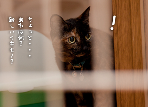 見つかってしまった・・・!_d0355333_15034465.jpg