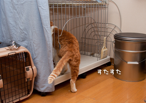 図太くいこう!_d0355333_15034627.jpg