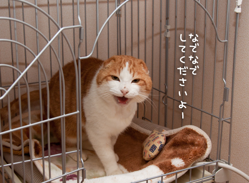 図太くいこう!_d0355333_15034669.jpg