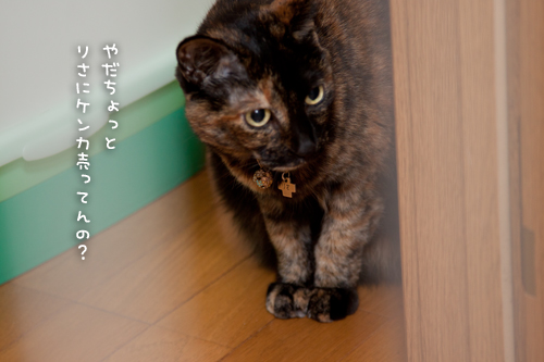 図太くいこう!_d0355333_15034681.jpg