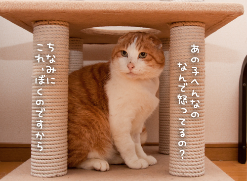 図太くいこう!_d0355333_15034683.jpg