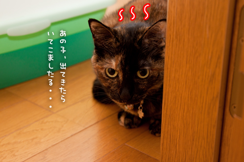 図太くいこう!_d0355333_15034775.jpg