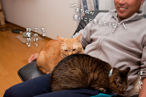 ちゃとらんの思考。_d0355333_15035328.jpg