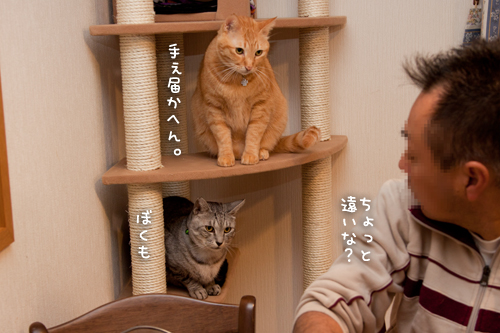 新しいタワー登場!_d0355333_15035381.jpg