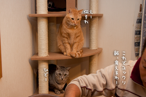 新しいタワー登場!_d0355333_15035467.jpg