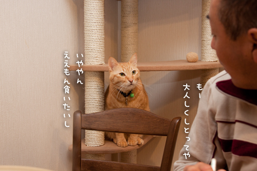 おねだり光線ふたたび!_d0355333_15035502.jpg
