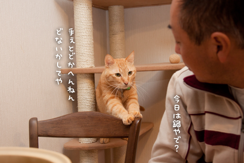 おねだり光線ふたたび!_d0355333_15035553.jpg