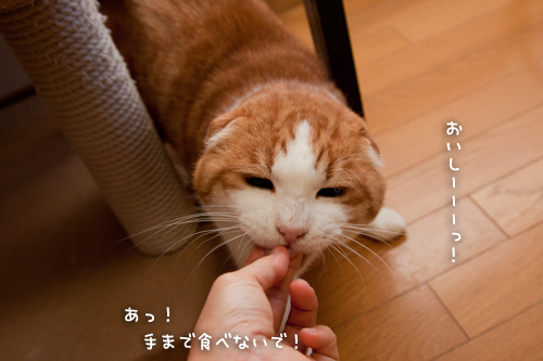我が家のクリスマスプレゼント_d0355333_15040020.jpg