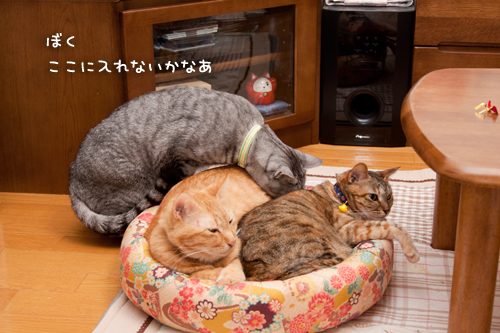 仲良しさんにはかなわない!_d0355333_15040234.jpg