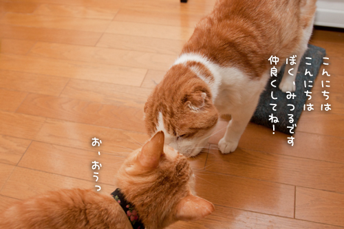 仲良くできるよ!_d0355333_15250257.jpg