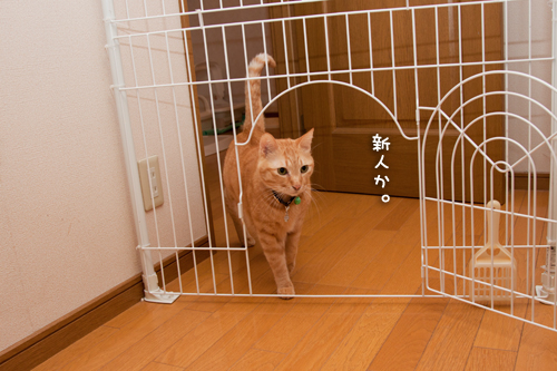 仲良くできるよ!_d0355333_15250287.jpg