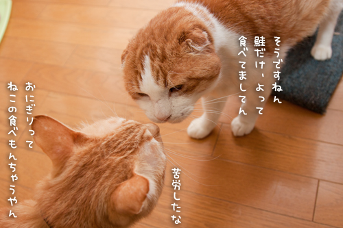 仲良くできるよ!_d0355333_15250340.jpg