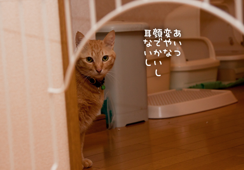 安全アピール_d0355333_15250558.jpg