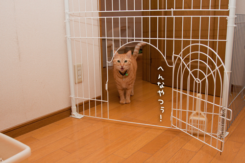安全アピール_d0355333_15250667.jpg