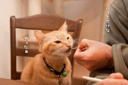 我が家のお正月_d0355333_15250922.jpg