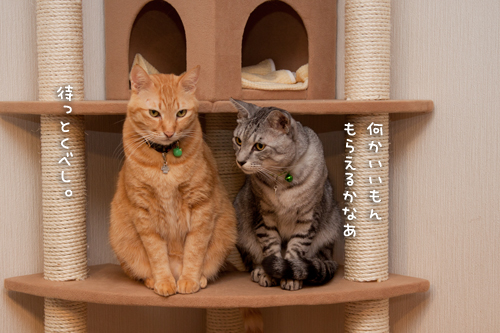 ちんまり待つべし_d0355333_15251742.jpg