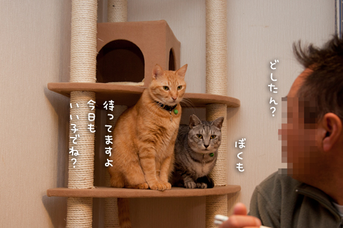 ちんまり待つべし_d0355333_15251814.jpg