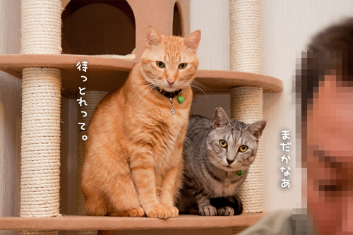 ちんまり待つべし_d0355333_15251825.jpg