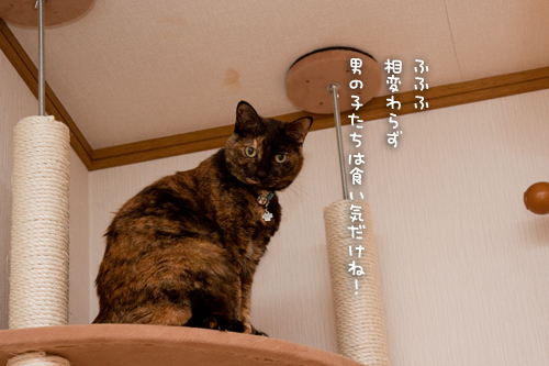 ちんまり待つべし_d0355333_15251832.jpg