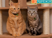 【速報】残念なお知らせ_d0355333_15251850.jpg