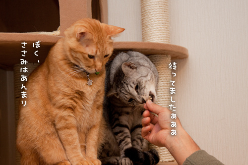 ちんまり待つべし_d0355333_15251861.jpg
