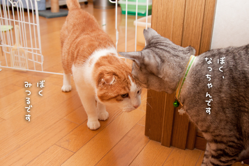 なっちゃん投入!_d0355333_15252111.jpg