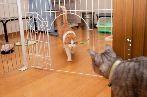 なっちゃん投入!_d0355333_15252129.jpg