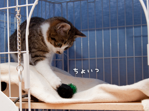 でてこーい_d0355333_15252406.jpg