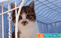 じゅんちゃんの里親さん募集開始!_d0355333_15252488.jpg