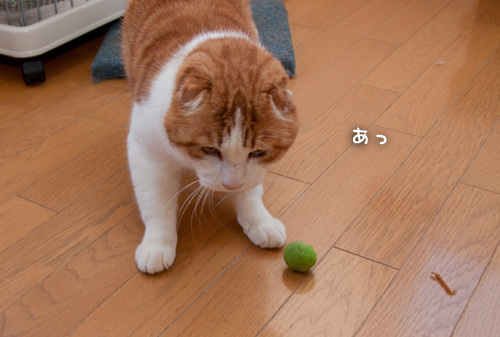 遊ぶ、ということ。_d0355333_15253011.jpg