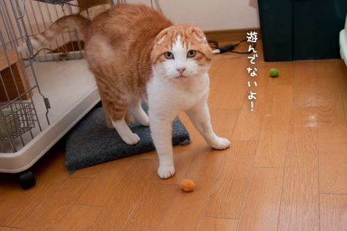 遊ぶ、ということ。_d0355333_15253059.jpg