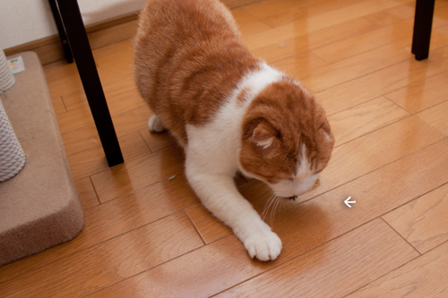 遊ぶ、ということ。_d0355333_15253074.jpg