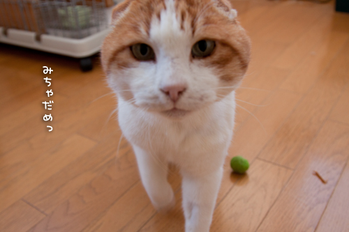遊ぶ、ということ。_d0355333_15253087.jpg