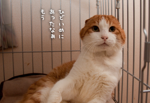 あみあみをかぶせたら_d0355333_15253333.jpg