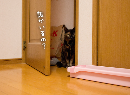 りさは知ってしまった・・・!_d0355333_15253826.jpg