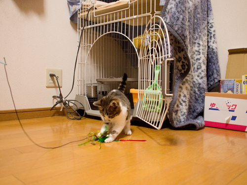 りさは知ってしまった・・・!_d0355333_15253842.jpg