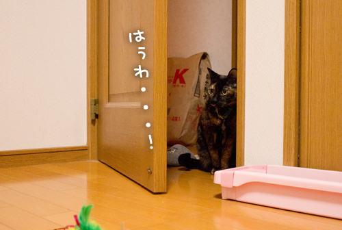 りさは知ってしまった・・・!_d0355333_15253851.jpg