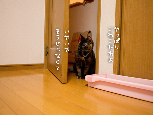 りさは知ってしまった・・・!_d0355333_15253940.jpg