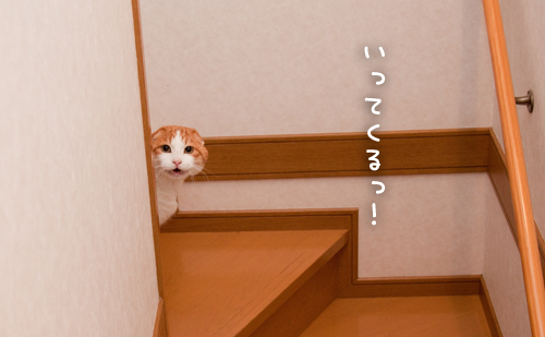 リビングデビューなるか?!_d0355333_15254061.jpg