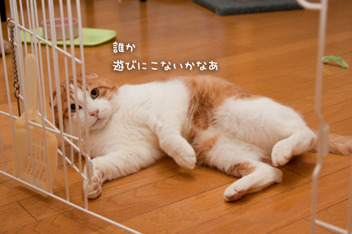 リビングデビューなるか?!_d0355333_15254064.jpg