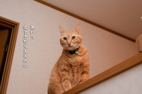 リビングデビューなるか?!_d0355333_15254075.jpg